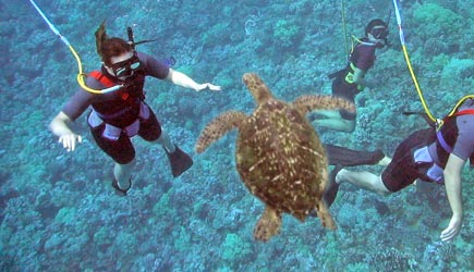 Aqua Adventures Sea Turtle