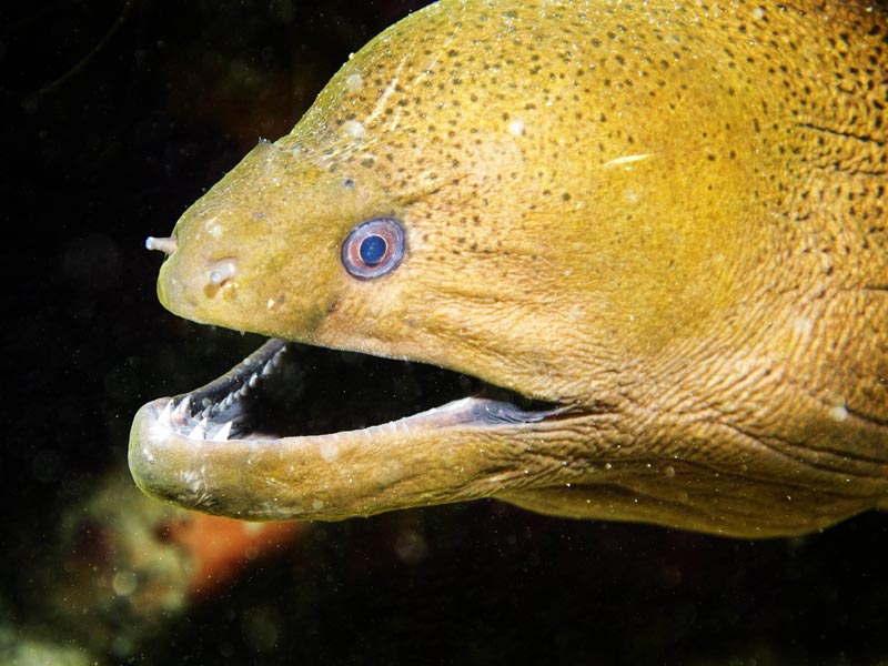 Yellow Moray Eel
